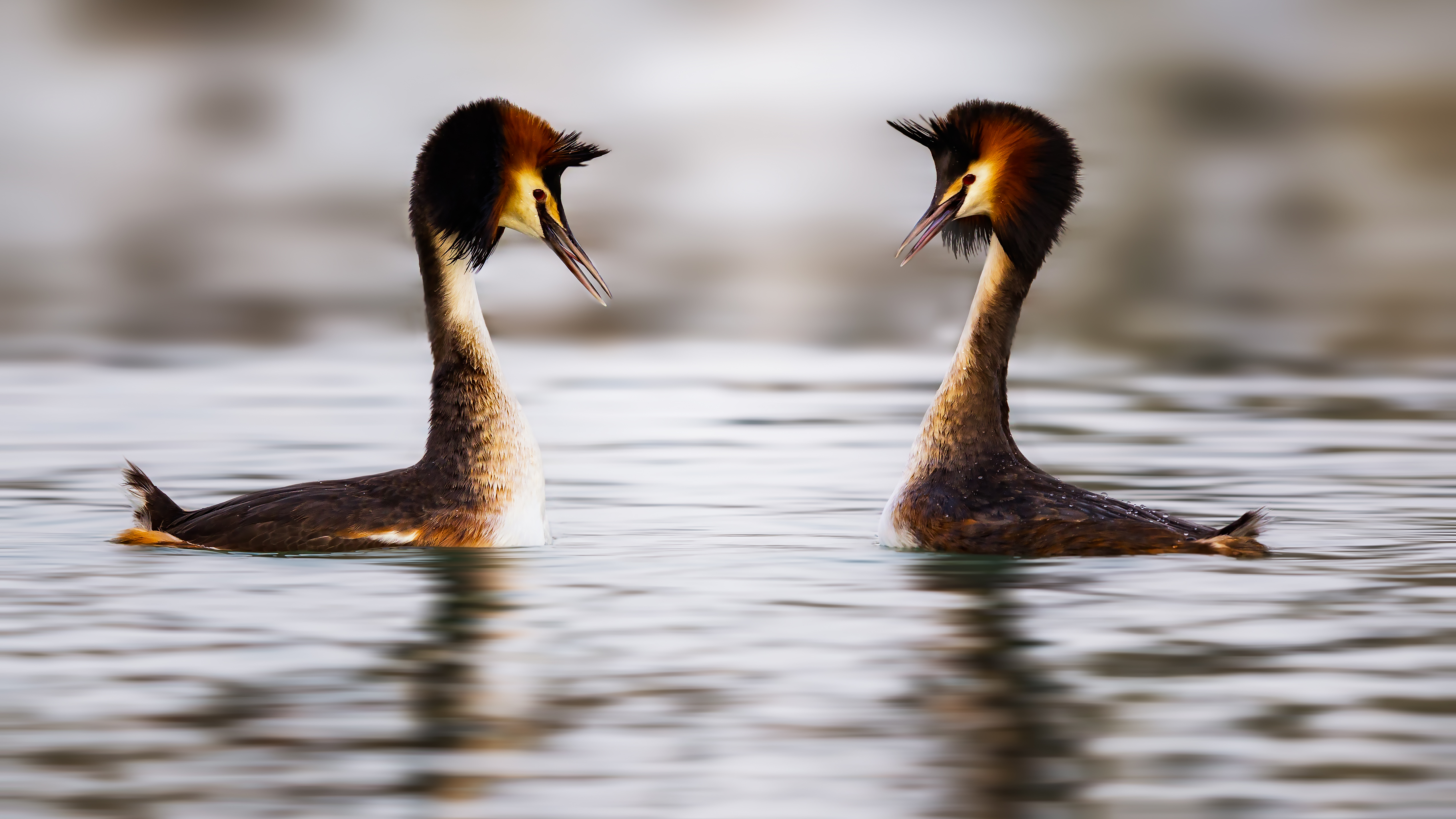 Grebe (23)